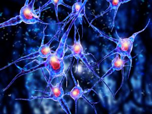 nerve cell and regenerative therapy